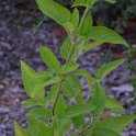 Salvia nubicola (2)